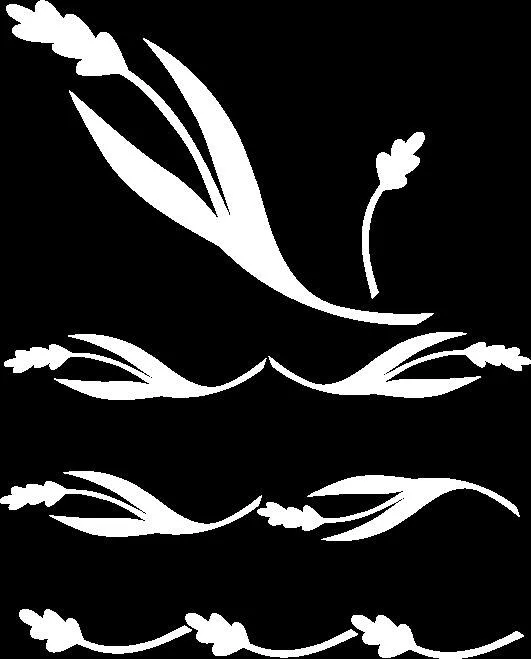 گندم سفید روی شکم سیاه