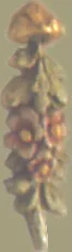 گلدار قدیمی