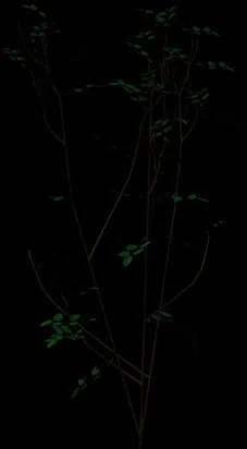 نقشه سایه گیاهی