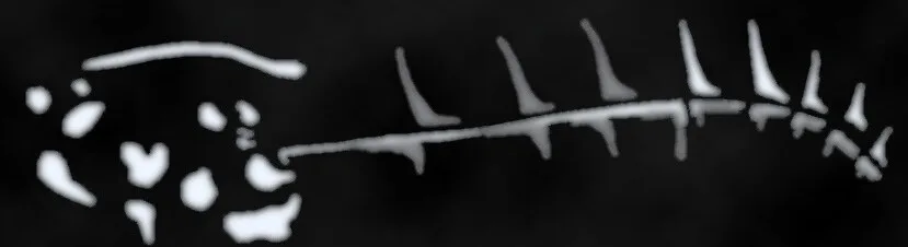 سنگواره استخوانی