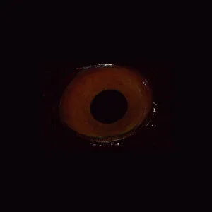 عکس دایره با حلقه مرکزی، خلفی تاریک