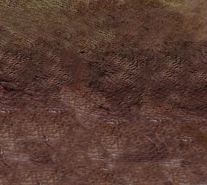 مدل سه‌بعدی / برجسته ۳۴۵۳