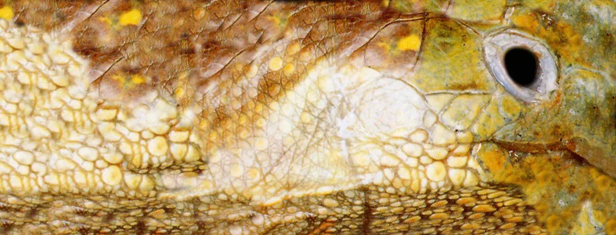 مدل سه‌بعدی / برجسته ۴۶۰۵
