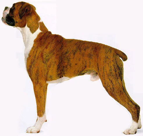 گربه به مبارزه آمده است