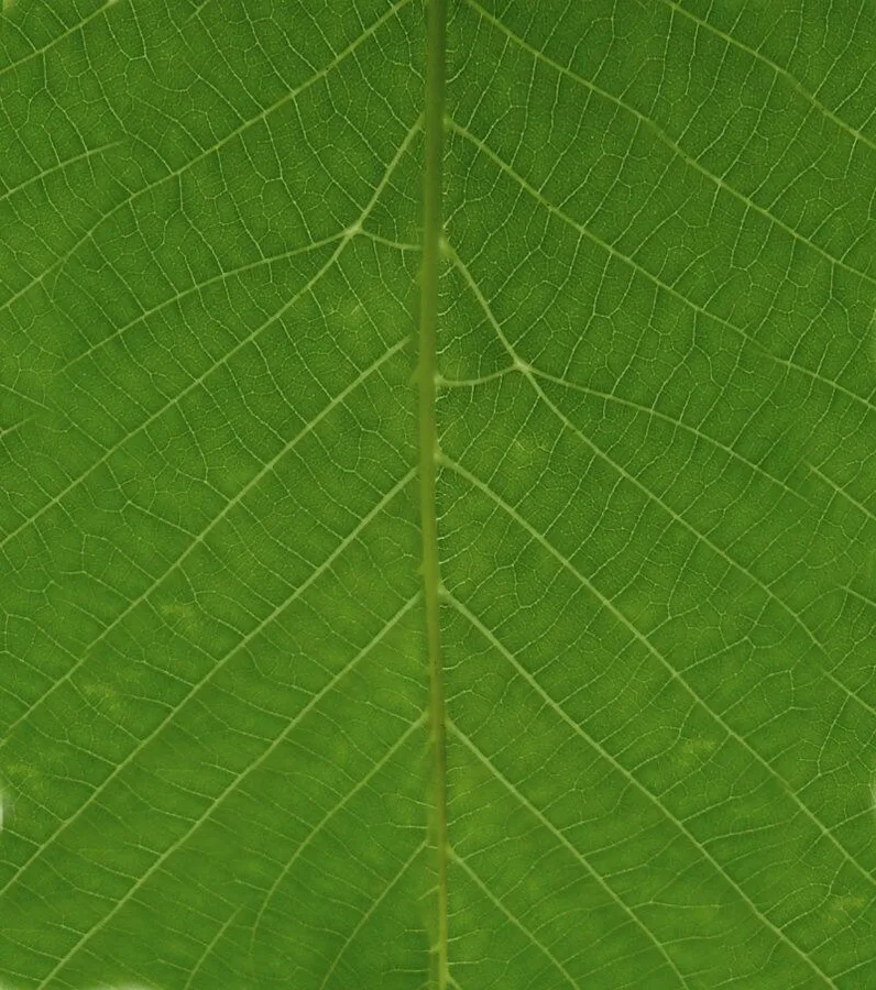 گلبرگ سبز نزدیک