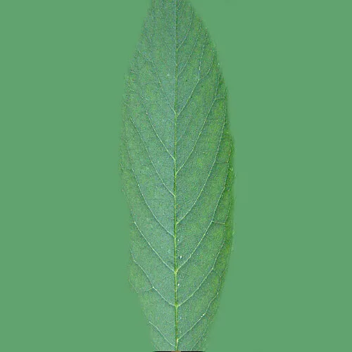 گل‌برگ سبز با پیچ‌ها